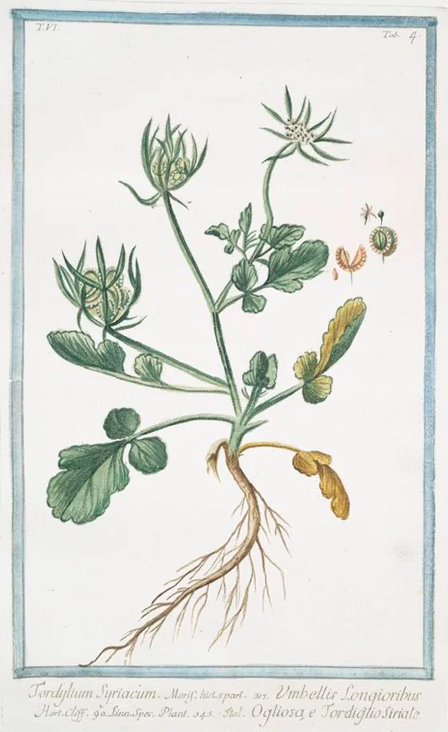 An illustration from Hortus Romanus plantaru, 1772, leaf 516