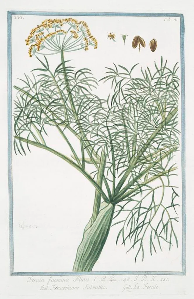 An illustration from Hortus Romanus plantaru, 1772, leaf 517