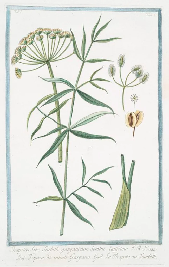 An illustration from Hortus Romanus plantaru, 1772, leaf 518