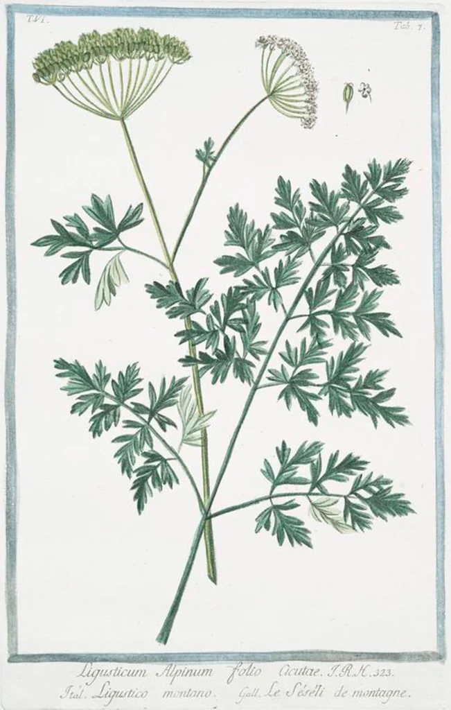 An illustration from Hortus Romanus plantaru, 1772, leaf 519