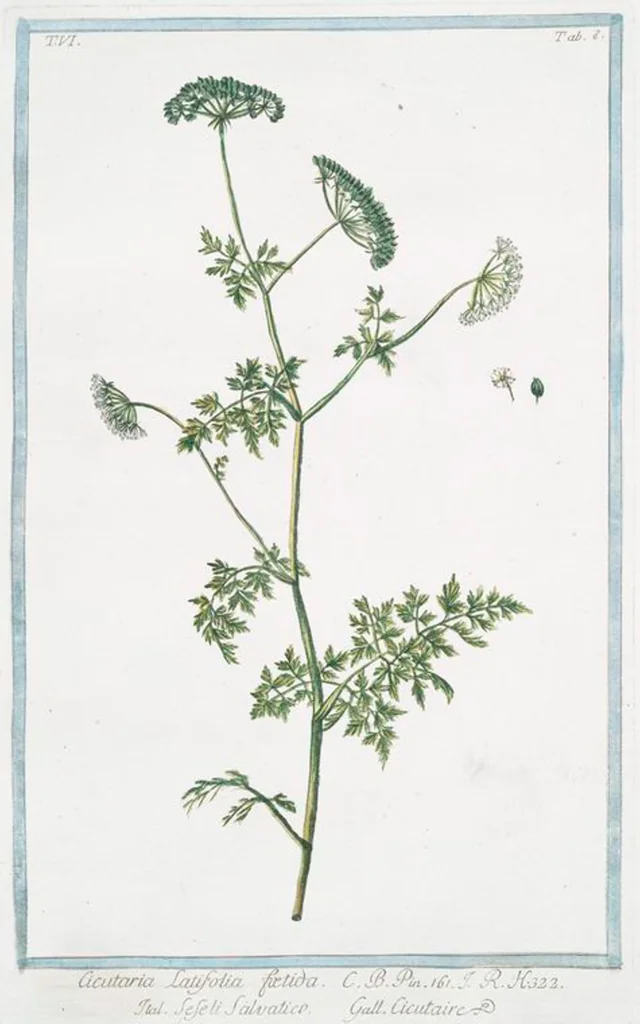 An illustration from Hortus Romanus plantaru, 1772, leaf 520