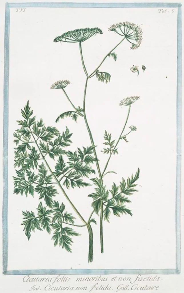 An illustration from Hortus Romanus plantaru, 1772, leaf 521