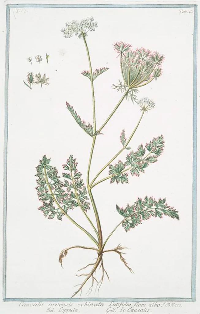 An illustration from Hortus Romanus plantaru, 1772, leaf 522