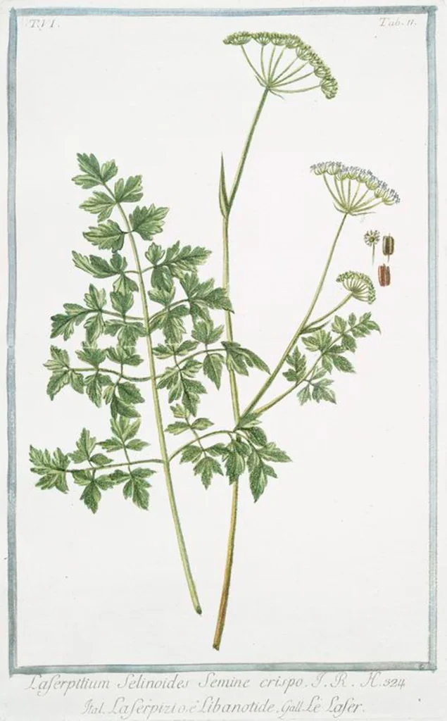 An illustration from Hortus Romanus plantaru, 1772, leaf 523