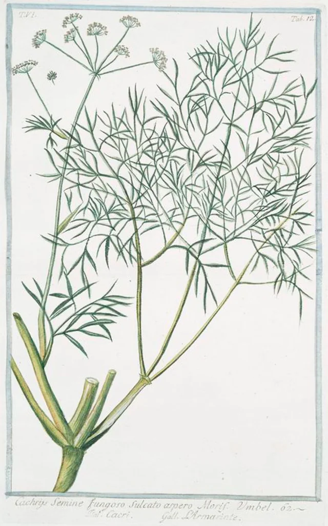 An illustration from Hortus Romanus plantaru, 1772, leaf 524