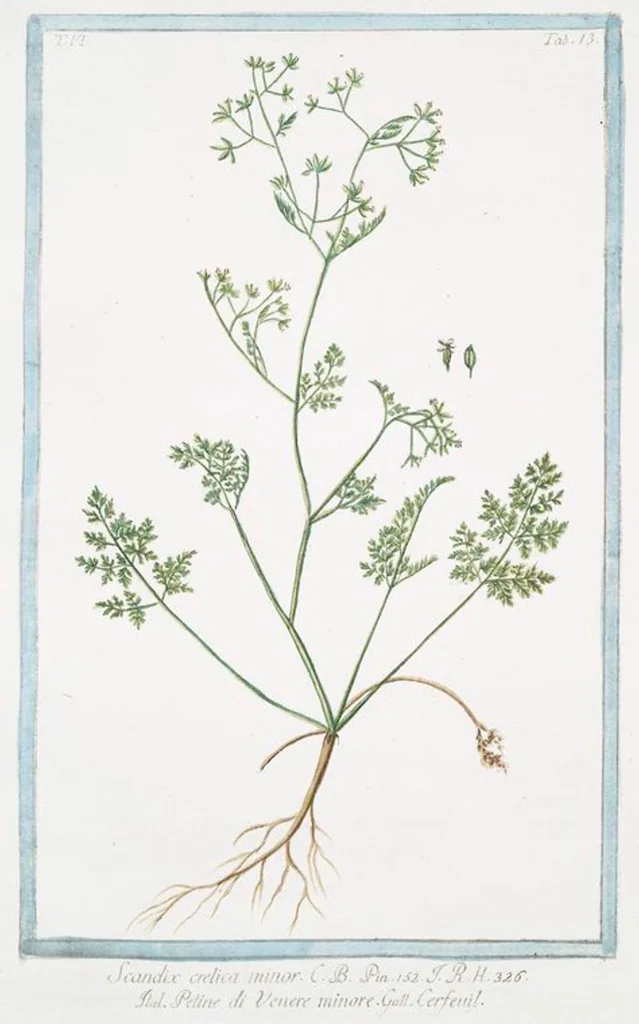 An illustration from Hortus Romanus plantaru, 1772, leaf 525