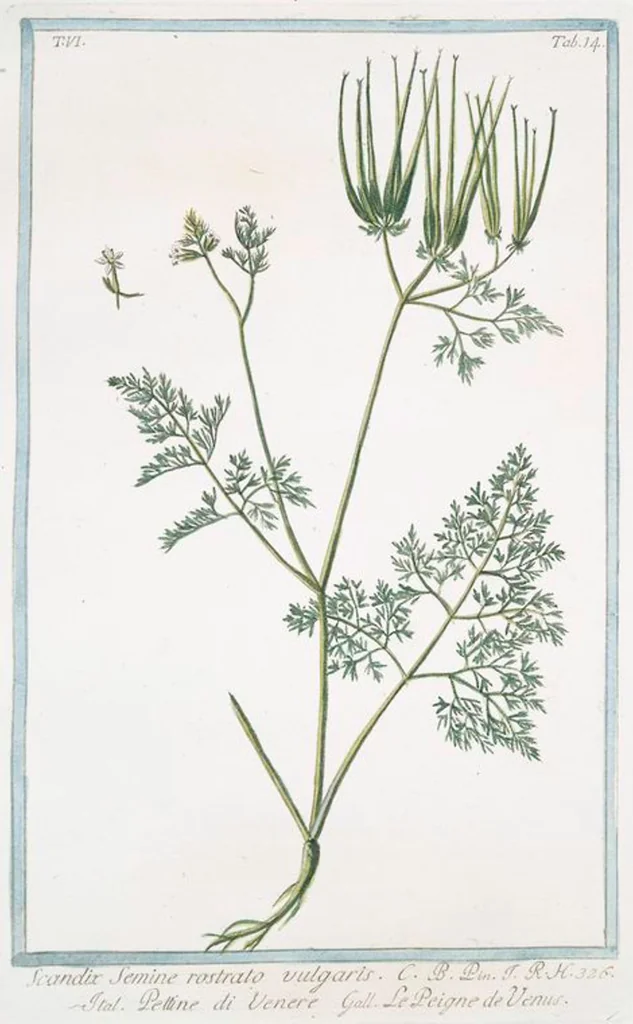 An illustration from Hortus Romanus plantaru, 1772, leaf 526