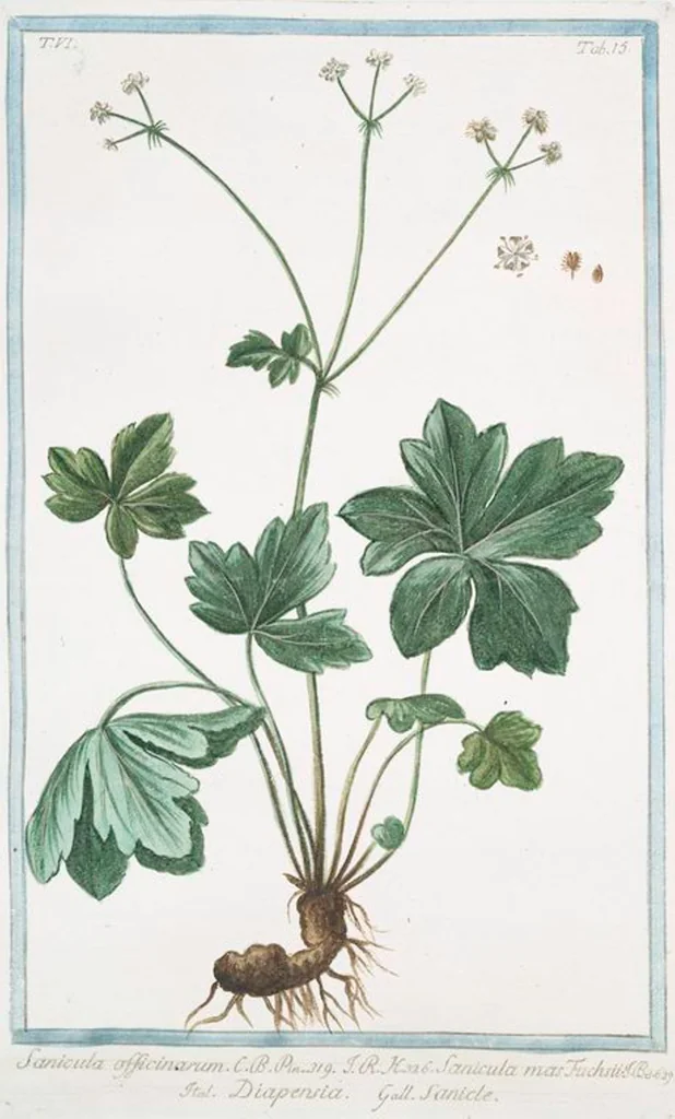 An illustration from Hortus Romanus plantaru, 1772, leaf 527