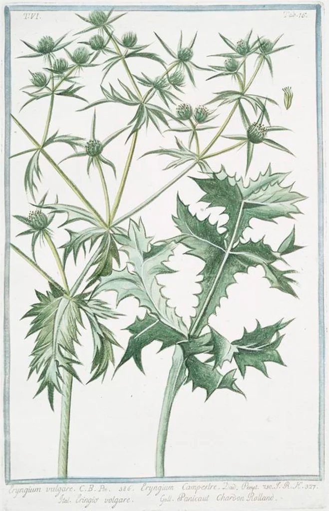 An illustration from Hortus Romanus plantaru, 1772, leaf 528