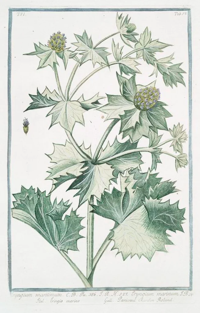 An illustration from Hortus Romanus plantaru, 1772, leaf 529