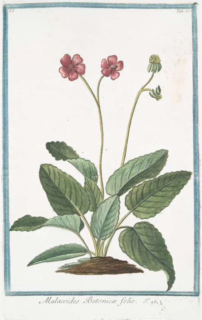 An illustration from Hortus Romanus plantaru, 1772, leaf 53
