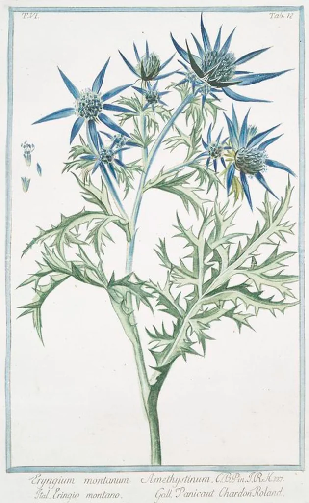 An illustration from Hortus Romanus plantaru, 1772, leaf 530