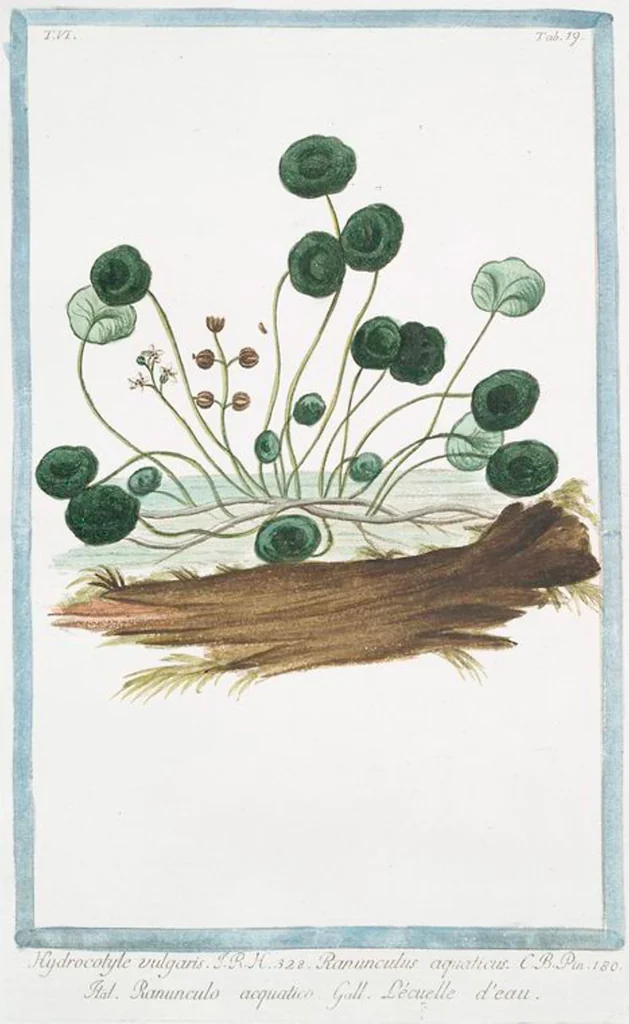 An illustration from Hortus Romanus plantaru, 1772, leaf 531