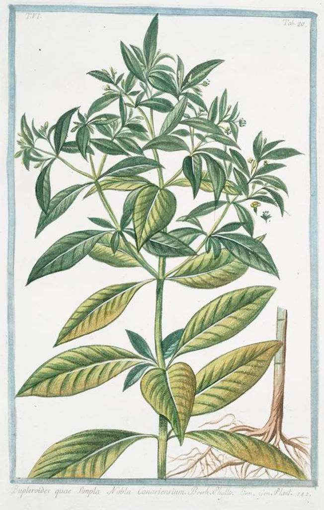 An illustration from Hortus Romanus plantaru, 1772, leaf 532