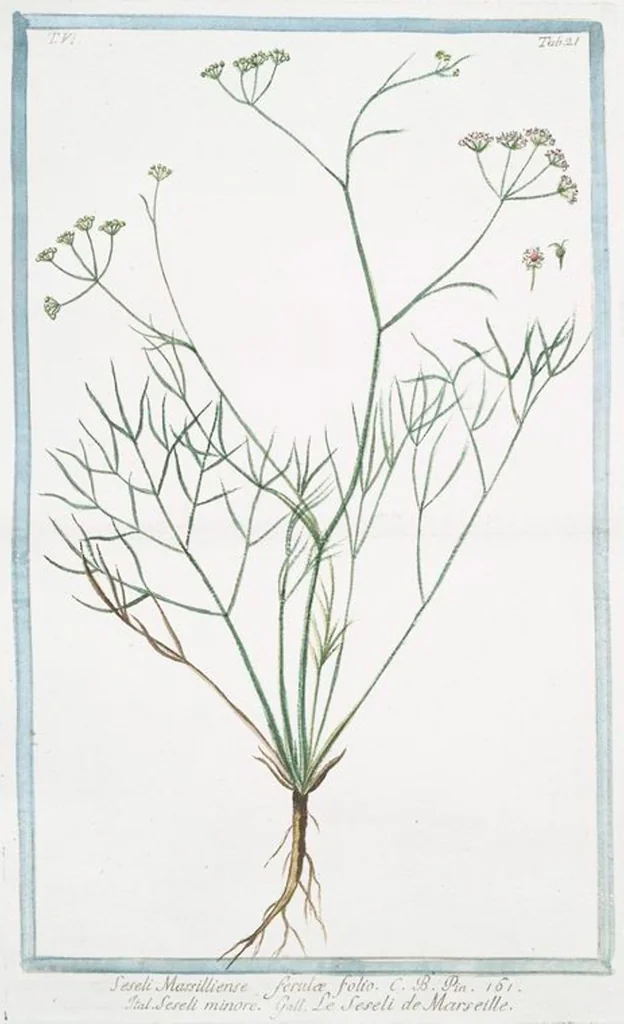 An illustration from Hortus Romanus plantaru, 1772, leaf 533