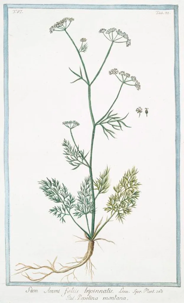 An illustration from Hortus Romanus plantaru, 1772, leaf 534