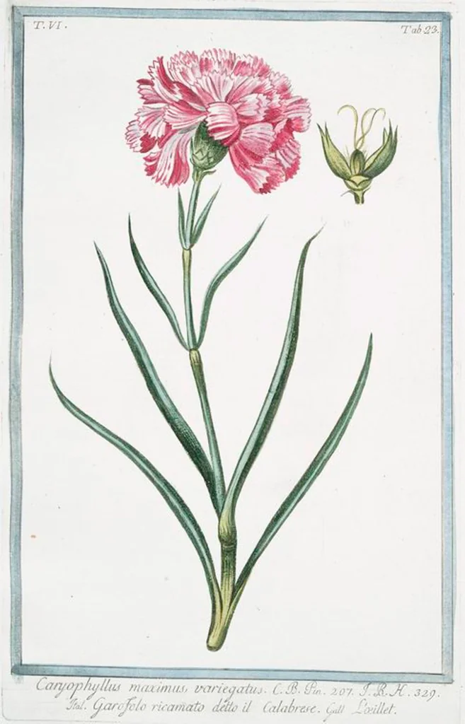 An illustration from Hortus Romanus plantaru, 1772, leaf 535