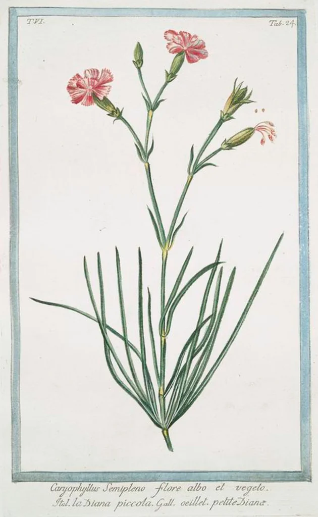 An illustration from Hortus Romanus plantaru, 1772, leaf 536