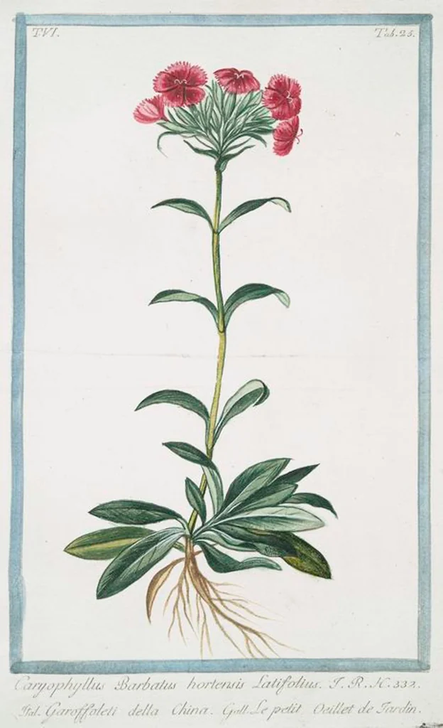An illustration from Hortus Romanus plantaru, 1772, leaf 537