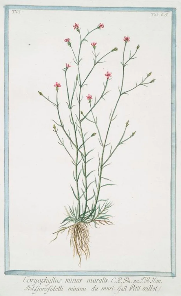 An illustration from Hortus Romanus plantaru, 1772, leaf 538