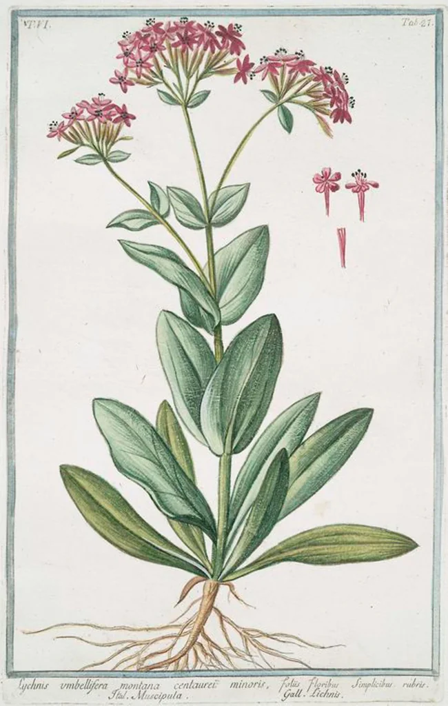 An illustration from Hortus Romanus plantaru, 1772, leaf 539