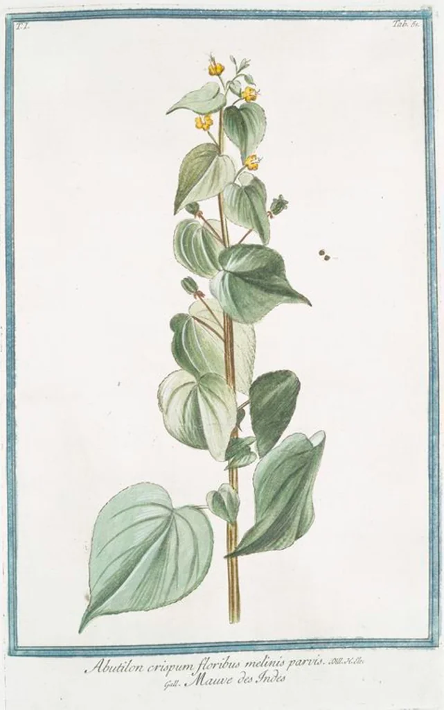 An illustration from Hortus Romanus plantaru, 1772, leaf 54