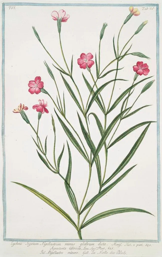 An illustration from Hortus Romanus plantaru, 1772, leaf 540