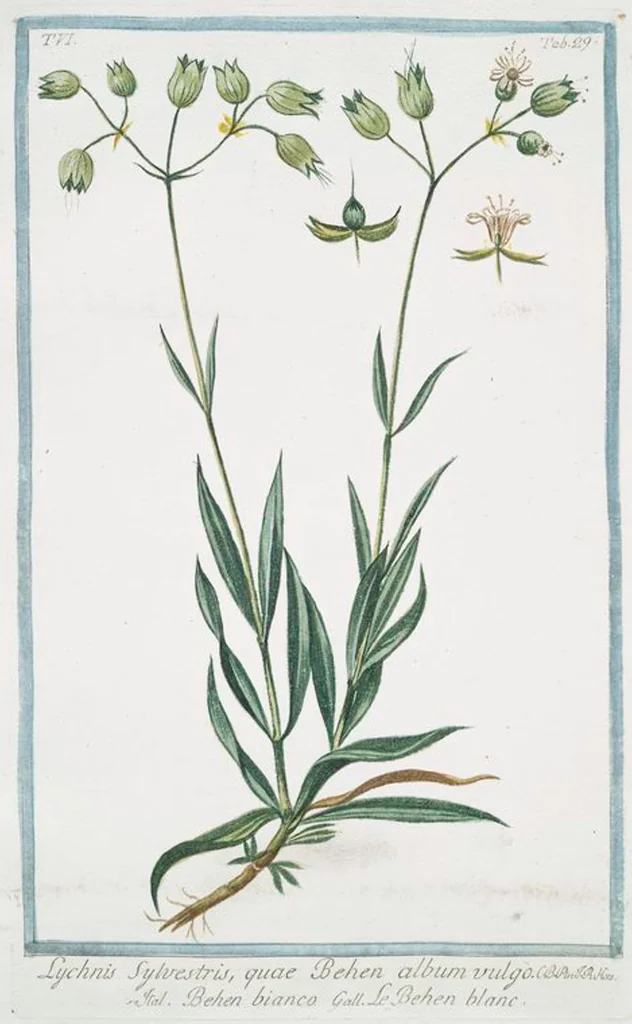 An illustration from Hortus Romanus plantaru, 1772, leaf 541