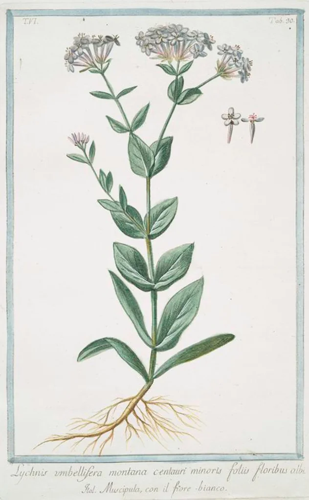 An illustration from Hortus Romanus plantaru, 1772, leaf 542