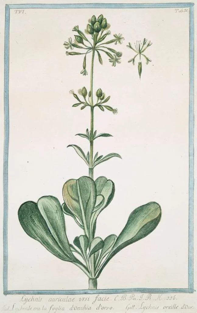 An illustration from Hortus Romanus plantaru, 1772, leaf 543
