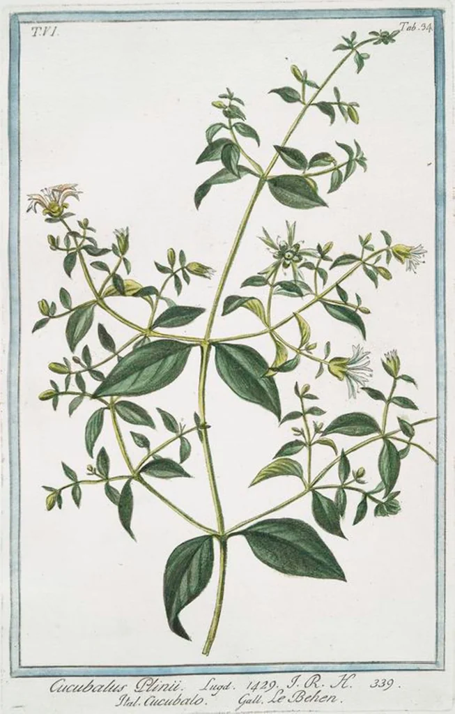 An illustration from Hortus Romanus plantaru, 1772, leaf 546