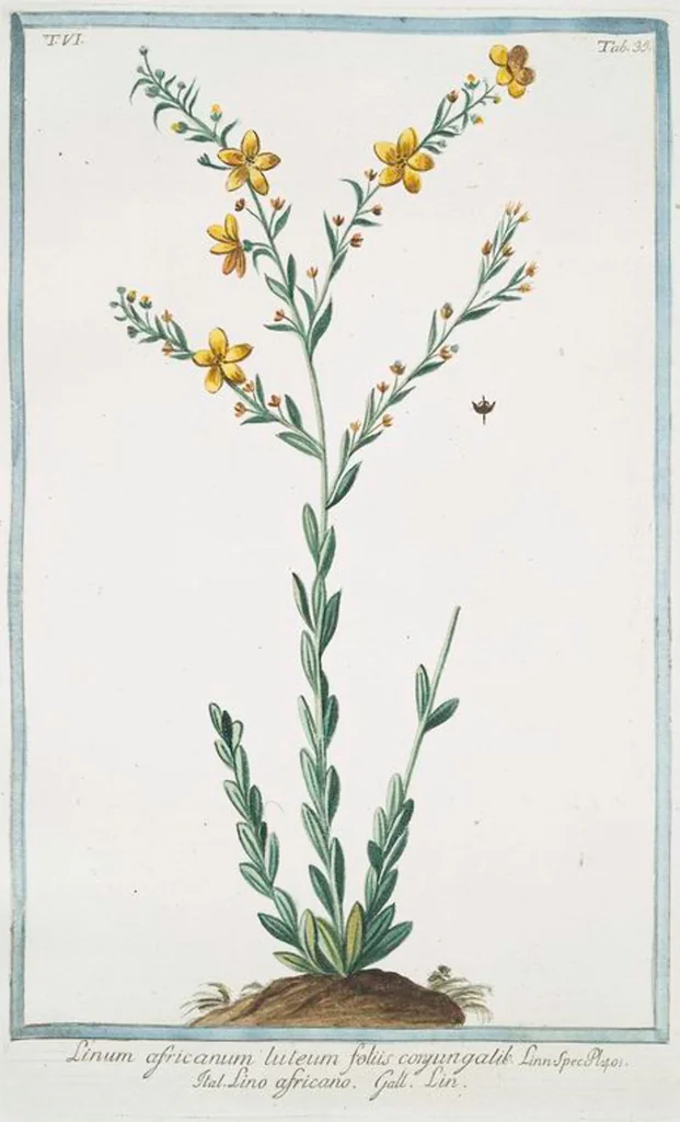 An illustration from Hortus Romanus plantaru, 1772, leaf 547