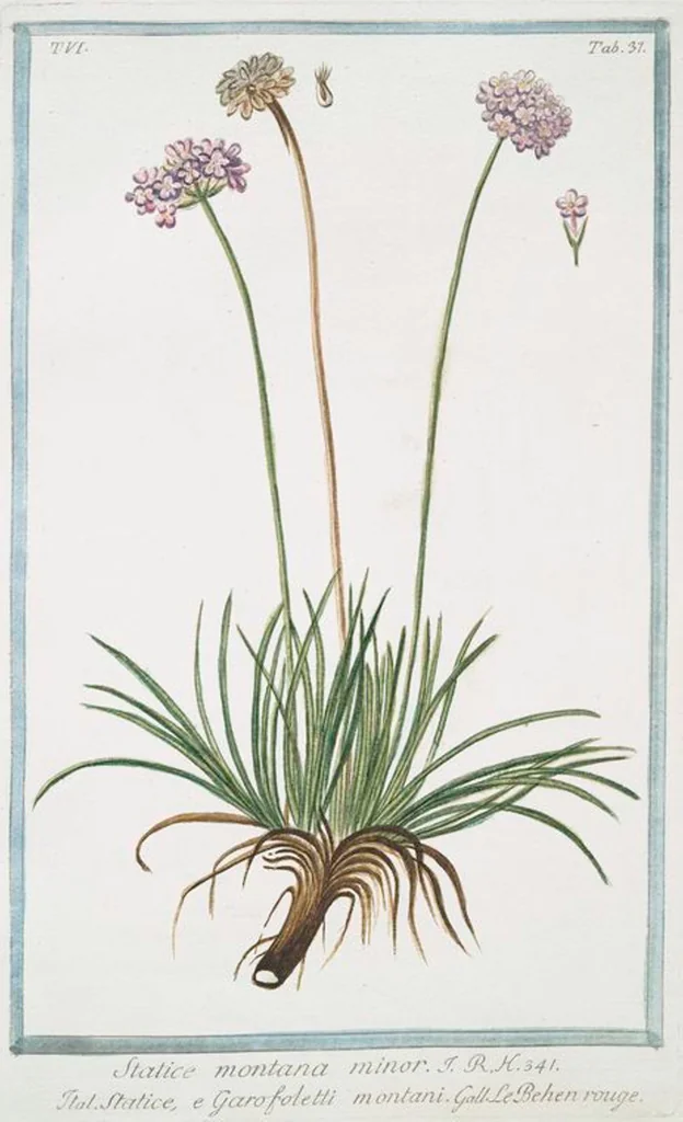 An illustration from Hortus Romanus plantaru, 1772, leaf 549