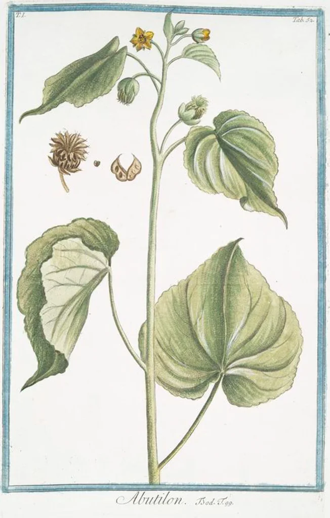 An illustration from Hortus Romanus plantaru, 1772, leaf 55