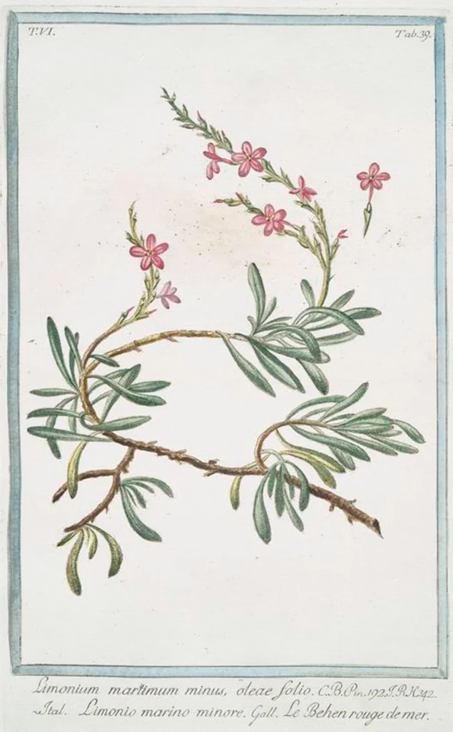 An illustration from Hortus Romanus plantaru, 1772, leaf 551