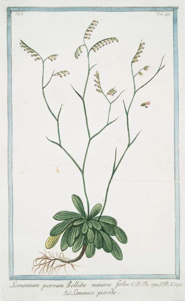 An illustration from Hortus Romanus plantaru, 1772, leaf 552