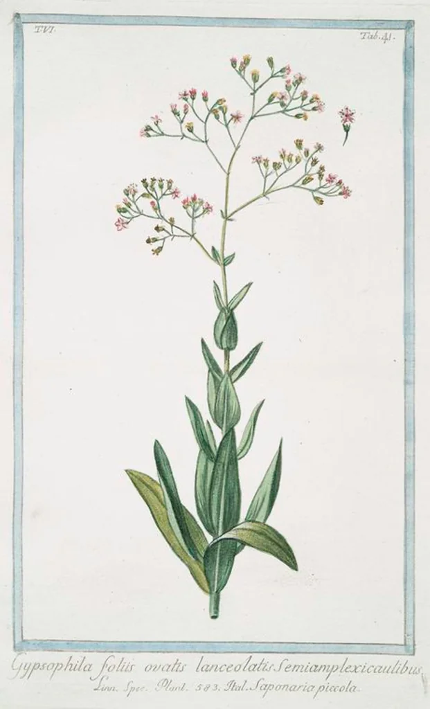 An illustration from Hortus Romanus plantaru, 1772, leaf 553