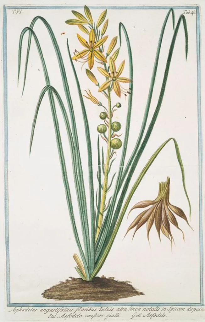 An illustration from Hortus Romanus plantaru, 1772, leaf 554