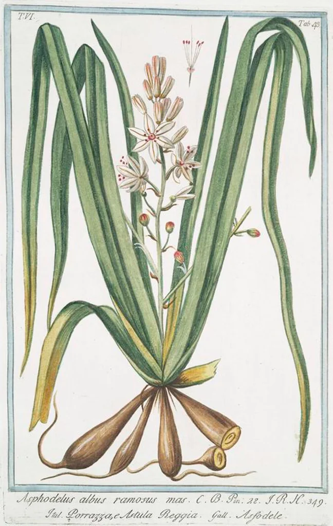 An illustration from Hortus Romanus plantaru, 1772, leaf 555