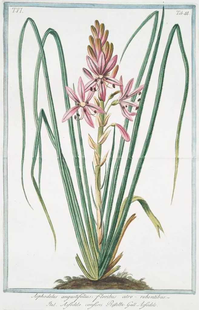 An illustration from Hortus Romanus plantaru, 1772, leaf 556