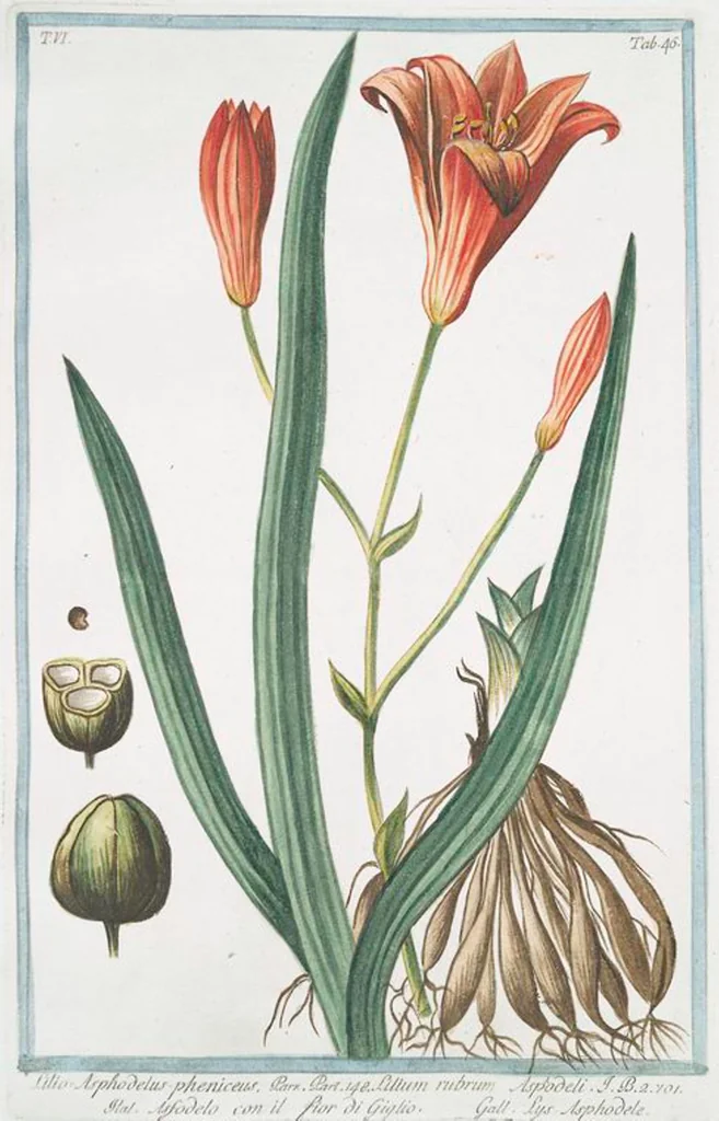 An illustration from Hortus Romanus plantaru, 1772, leaf 558