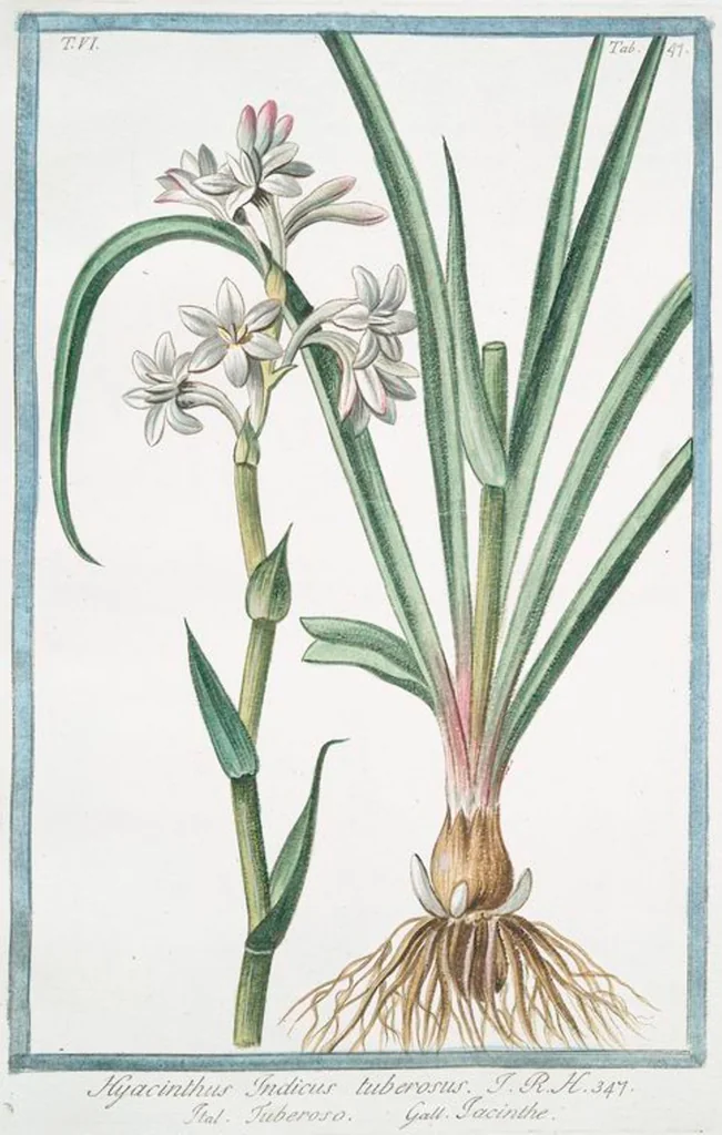 An illustration from Hortus Romanus plantaru, 1772, leaf 559