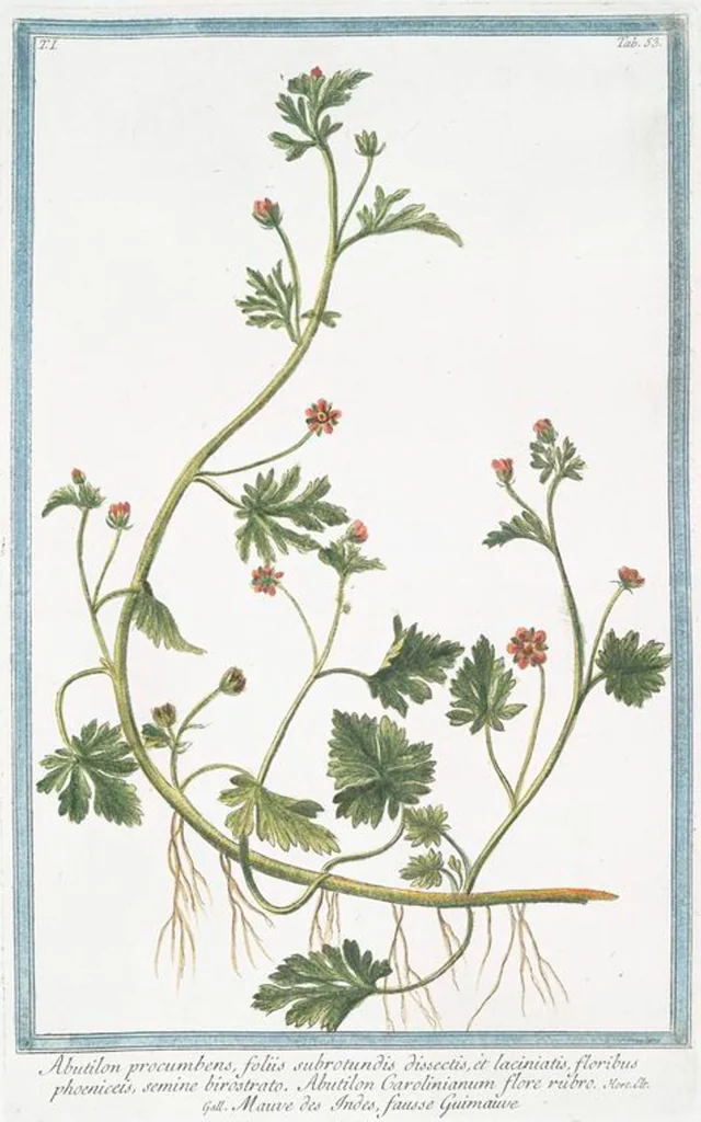 An illustration from Hortus Romanus plantaru, 1772, leaf 56