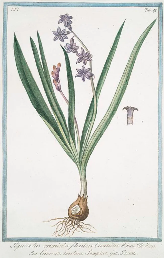 An illustration from Hortus Romanus plantaru, 1772, leaf 560