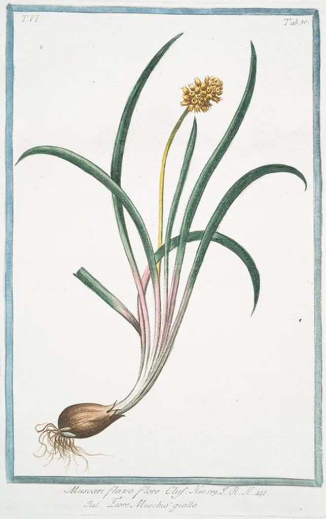 An illustration from Hortus Romanus plantaru, 1772, leaf 562