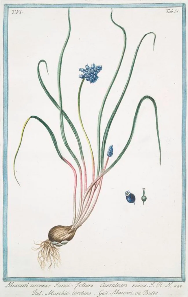 An illustration from Hortus Romanus plantaru, 1772, leaf 563