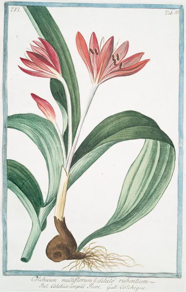 An illustration from Hortus Romanus plantaru, 1772, leaf 564