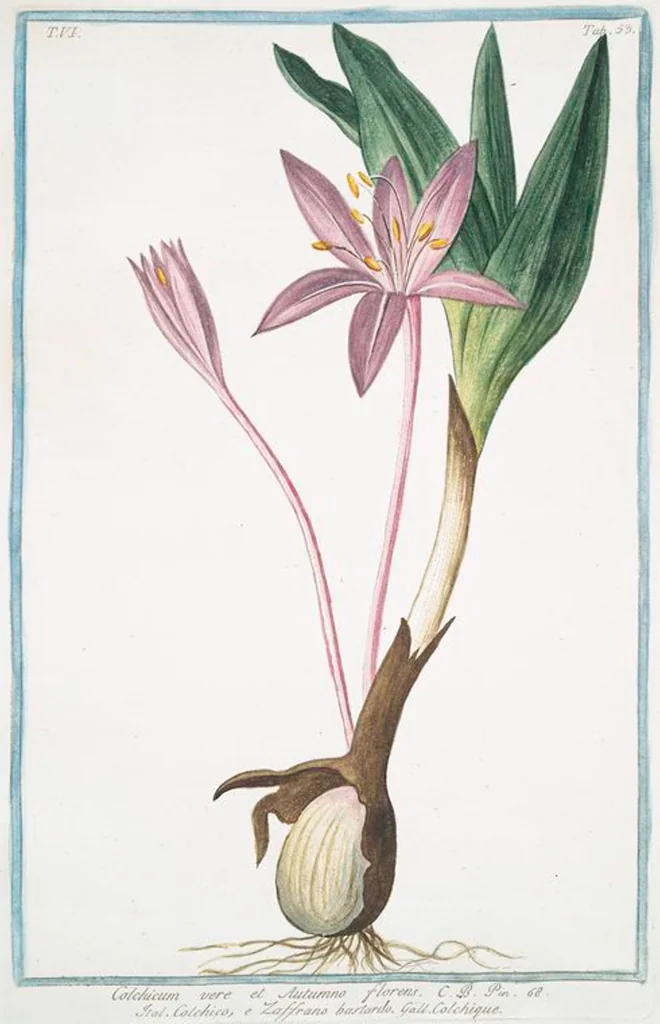 An illustration from Hortus Romanus plantaru, 1772, leaf 565