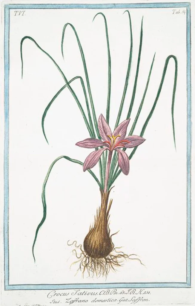 An illustration from Hortus Romanus plantaru, 1772, leaf 566