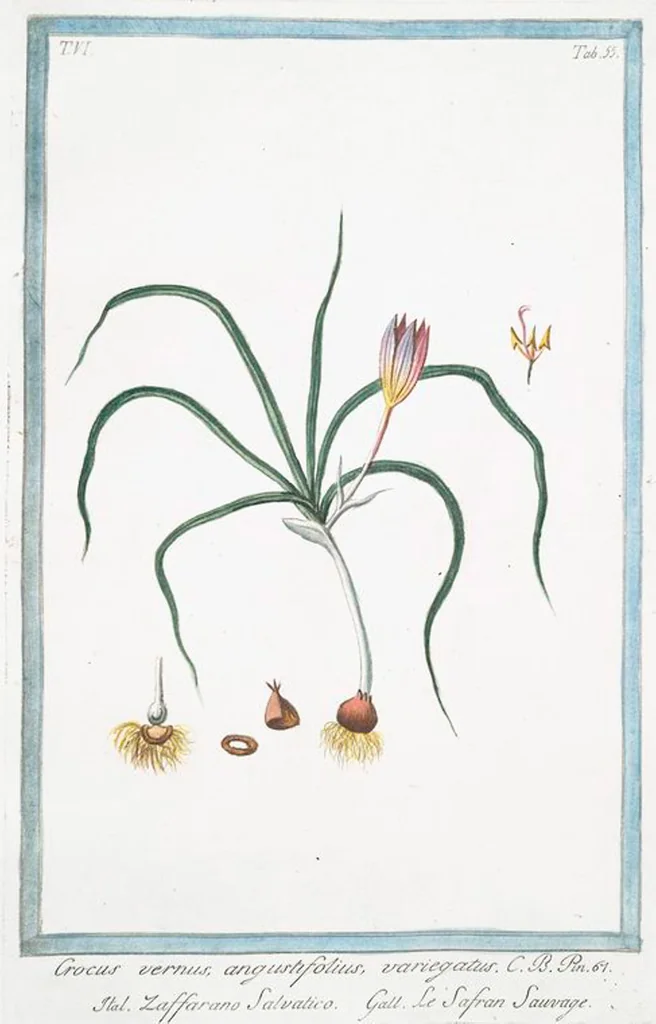 An illustration from Hortus Romanus plantaru, 1772, leaf 567